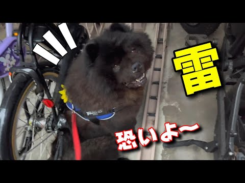 雷恐いよ～と腰を抜かすチャウチャウ