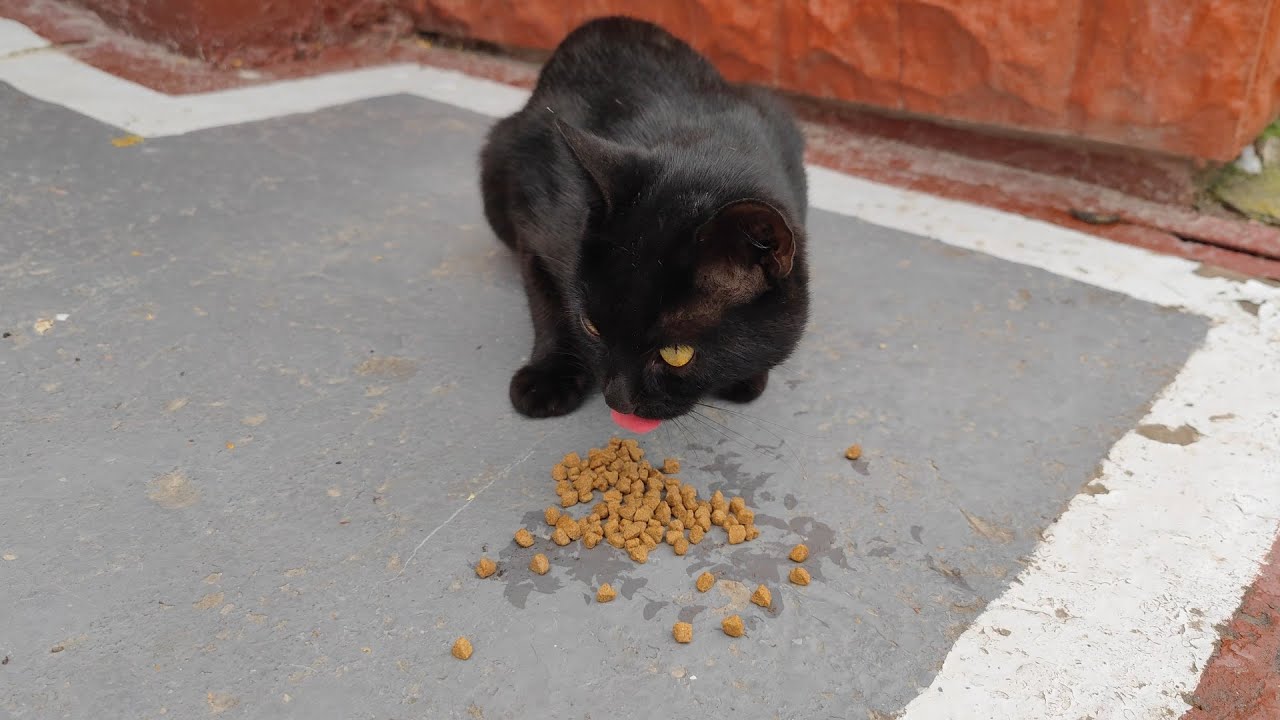 This homeless black cat is afraid of people YouTube