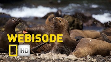 Sea Lions: Kust vol zeeleeuwen (UNTAMED AMERICAS)