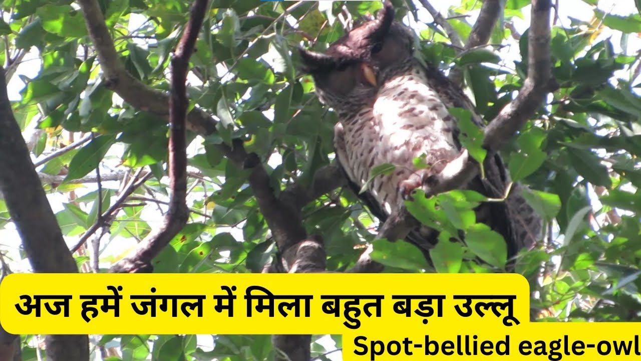 The Spot bellied Eagle Owl Also Known As The Forest Eagle Owl YouTube the-spot-bellied-eagle-owl-also-known-as-the-forest-eagle-owl-youtube