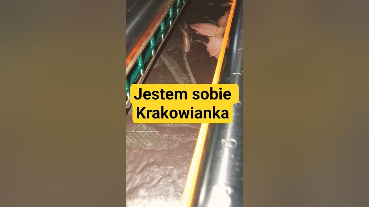 JESTEM SOBIE KRAKOWIANKA na harmonijce ustnej #music #cover #harmonica #harmonicacover  #folk