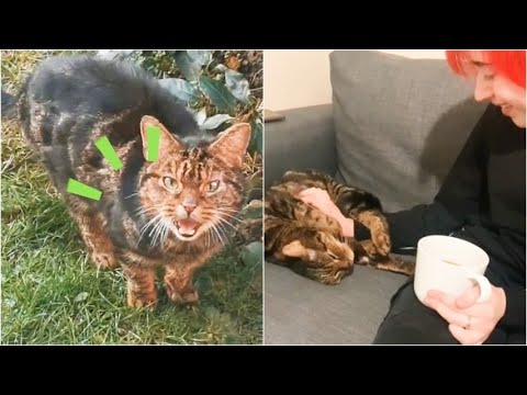 Video: Il Gatto Di Anastasia Volochkova: La Storia Di Un Animale Domestico Stellare