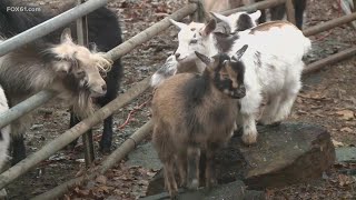 Colchester woman creates food bank to help farmers
