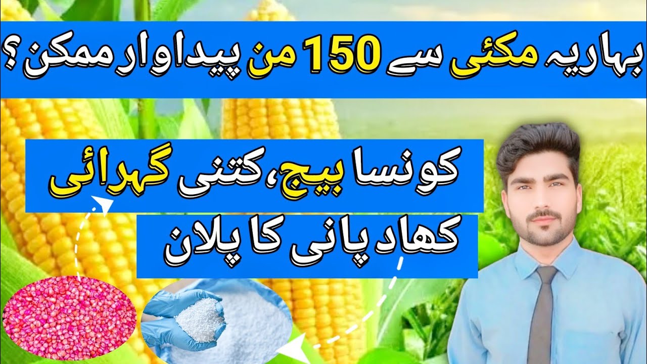 Spring Maize Guide | Increase Yield with Right Seed & Management