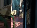 Little chimpanzee scratching ass with stick  #shorts  #ass #scratching #chimpanzee