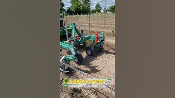 Clemens Finger Weeder working in Young Vineyard