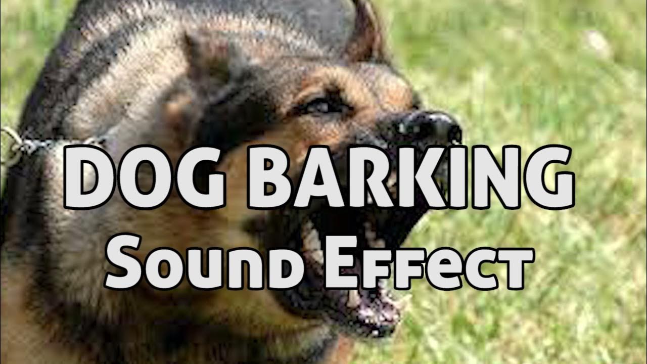 Dog barking sound effect No copyright YouTube