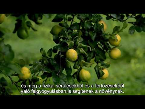 Mit kell tudni a doTERRA illóolajokról (Magyar)