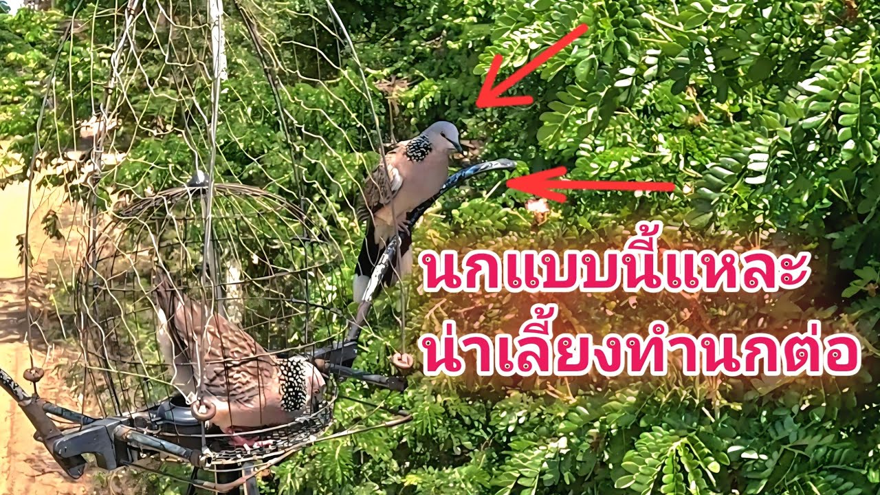 นกป่าแบบนี้และที่น่าเลี้ยงทำนกต่อ​  #ต่อนกเขาใหญ่ #นกเขาใหญ่ #นกเขา #เสียงนกเขาใหญ่ต่อ