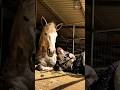 A Horse Shows Respect to His Beloved Owner.
