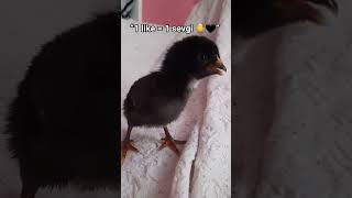 #shorts #keşfet #viral #civciv #hayvanlar #cute #fyp #trend #keşfetteyiz #minik #chicken #fyp