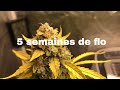 Jack herer auto  episode 21   situation aprs 5 semaines de floraison