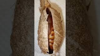 Polyphemus moth pupa wiggling! She is alive and kicking in there! #moths #shorts