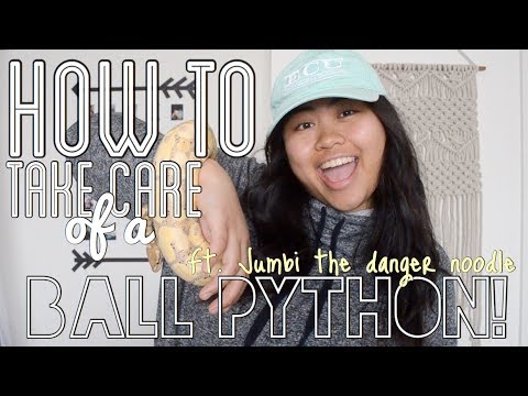 How to Take Care of a BALL PYTHON! (basic ball python care) - YouTube