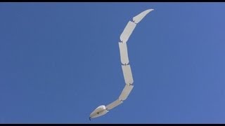 FLYING SNAKE　空飛ぶヘビ