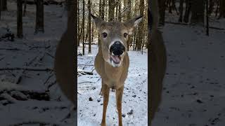 Roe deer eating carrots🥕