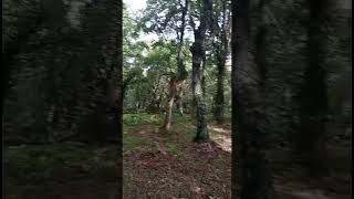 Bosques de Montirón en #Lugo