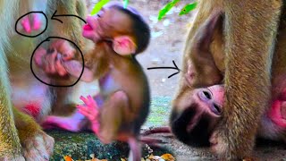 Mom is being milk-less to stop baby c.r.y.in.g😭a.n.g.r.il.y due to tiny baby monkey drinks much milk