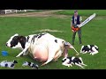 Farm DIY #WithMe Pretty Girl Dangerous Chainsaw Tree Cutting Cow Milking Cure Cows Feeding Farming