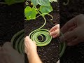 Erschöpfte Gurken im Juni? Hier ist die LÖSUNG! | Garten-Tipps #garten #herbstanfang #blattläuse