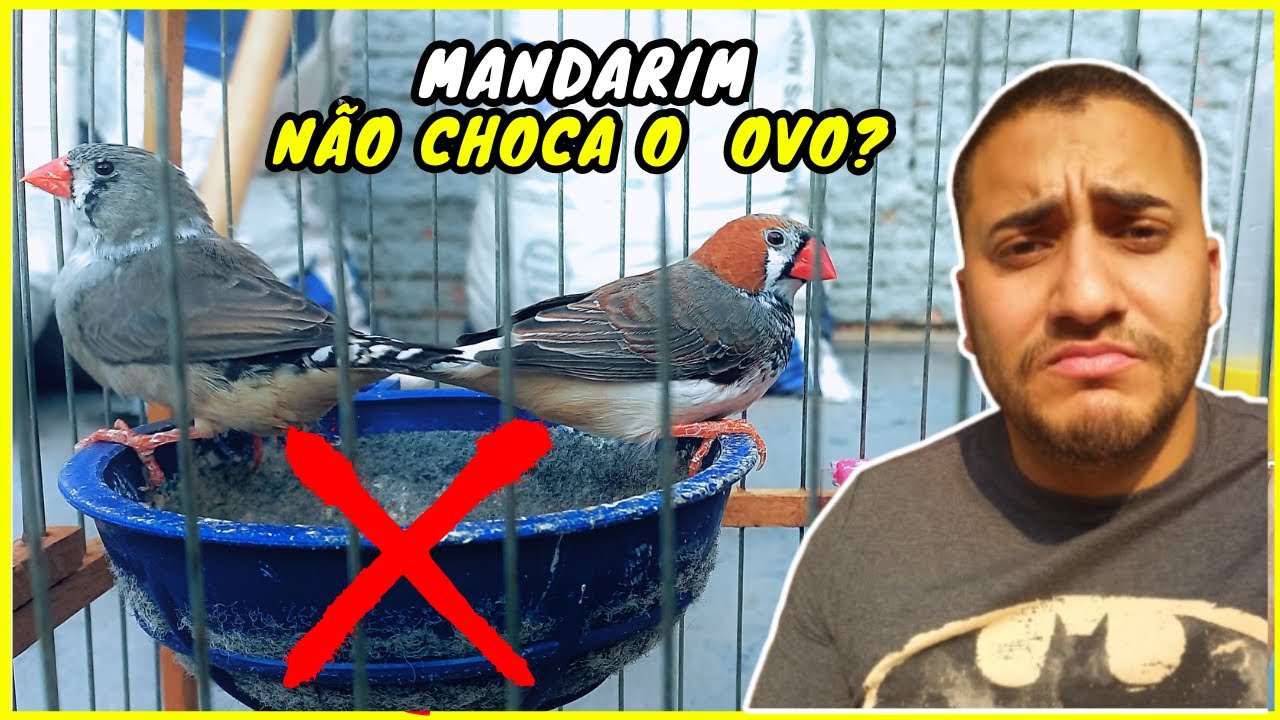 PORQUE  O DIAMANTE MANDARIM NÃO CHOCA O OVO? COMO FAZER O PASSARINHO DIAMANTE MANDARIM CHOCAR O OVO?