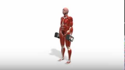 Exercise Videos- PowerBlock Supinating Curl Standing