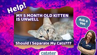 VET ANSWER: Should I Separate My Cats?