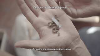 Microdoc: COLECCIÓN ÚNICA EXTREMA (2019) - FUNDACIÓN FUNGI, Museo del Hongo aparición "∞ Infinita"