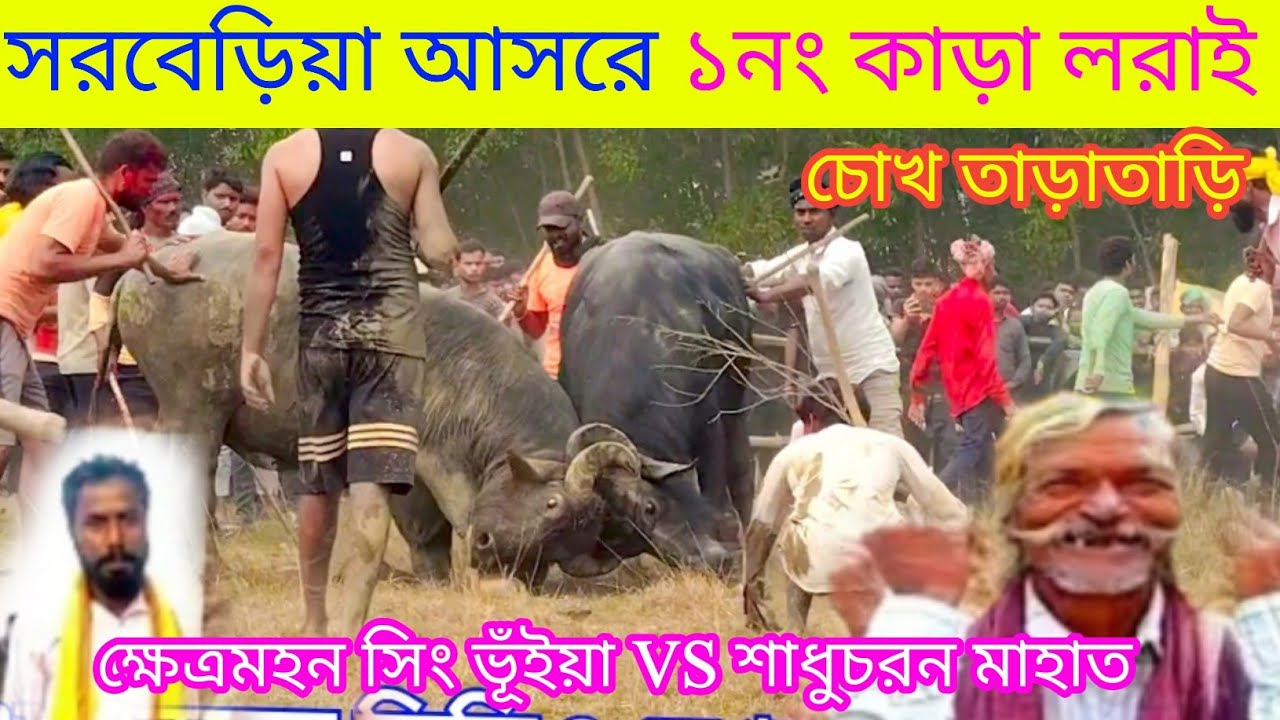 সরবেড়িয়া আসরে ১নং কাড়া লরাই ক্ষেএমহন সিং ভূঁইয়া VS শাধুচরন মাহাত 