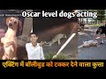 इन कुत्तों की एक्टिंग देखकर आप हैरान हो जाएंगे । Oscar level dog acting || Vinay Kumar ||