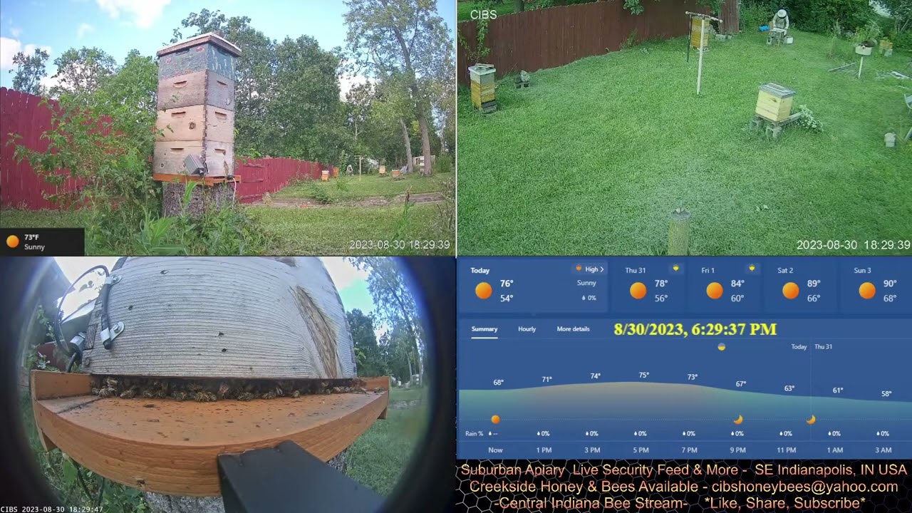 2023/8/30 Out in the yard with the bees. Security feed only.