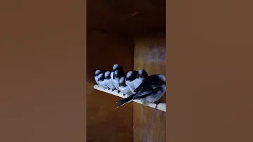 Птенцы длиннохвостых синиц.