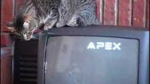 Cat and floating letters