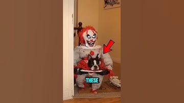 TOP 5 HALLOWEEN DOG COSTUMES! #HalloweenDogs #FunnyDogCostumes