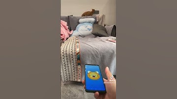 I tried out a cat translator app on my phone—and my kitty actually answered me! We nailed it!