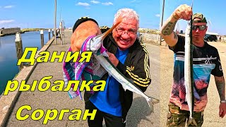 Дания Рыбалка Сарган!