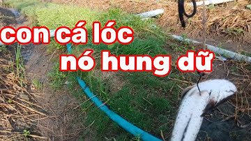 đi nhấp cá lóc bằng vịt gặp con cá lóc quá hung dữ...(Quan Gò Công)..
