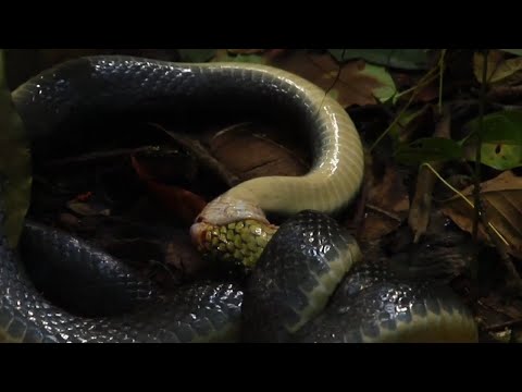 Most Notorious Snake Eater's 'CANNIBALISM' IN SNAKE'S! TOP 3 | REPTILEFACTFILE'S