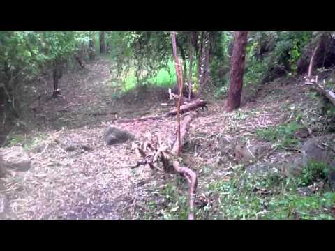 HOW TO CLEAR WEEDS AND BRUSH STIHL FS 480 FS 550 FIRE CONTROL