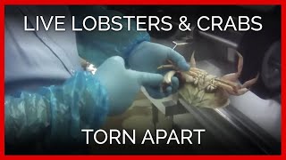Lobsters and Crabs Used for Food | PETA