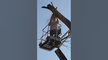 Wichita Kansas Tree Company: Expert Tree Removal & Tree Trimming - We Work Well with Saws!