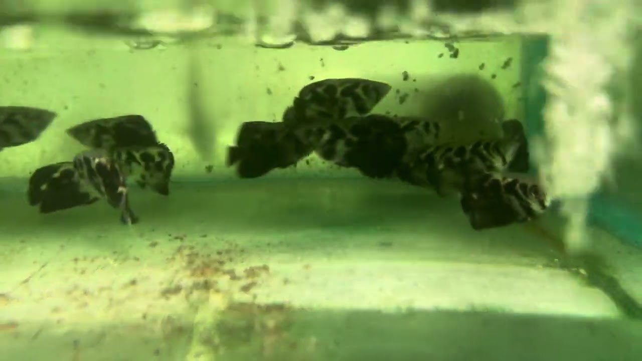 Sims Tropical Fish Clouded Archer Fish