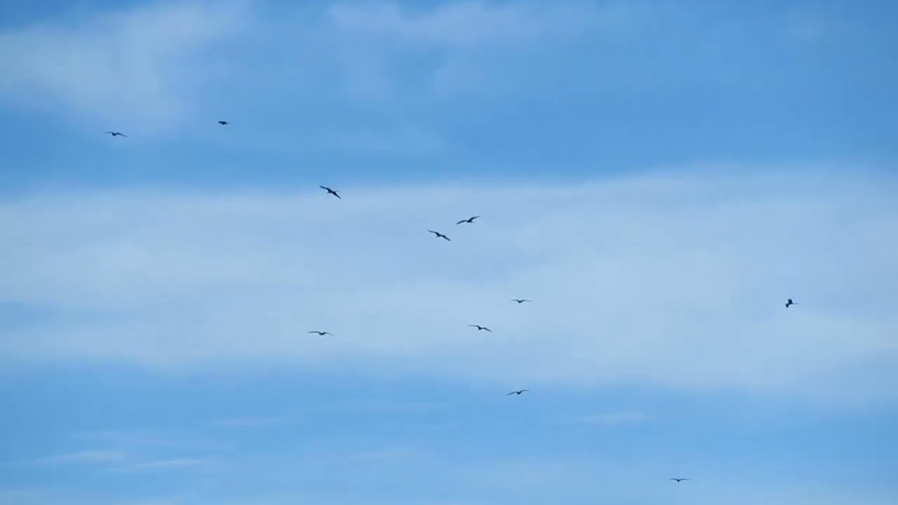 ⁣La Paz - Frigate Birds - Baja Mexico