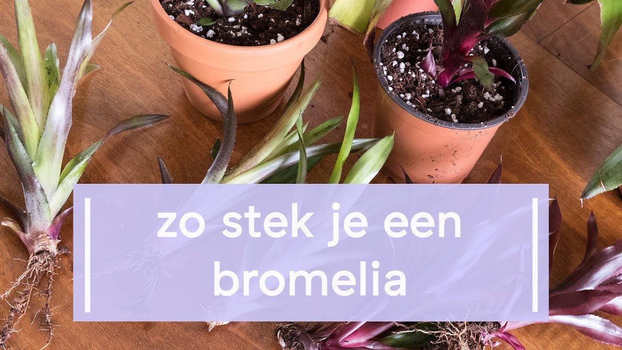 Vouwen Verwant kleding Zo stek je een bromelia - YouTube