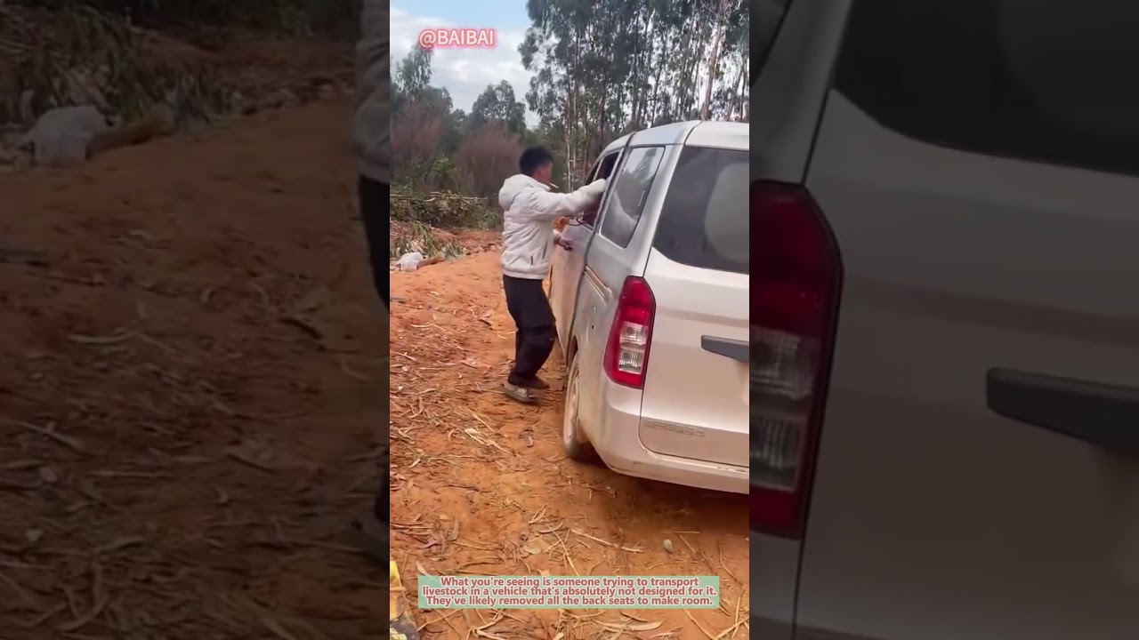 Satisfying Cow Unloading from Van! 🐮