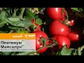 Платинум F1, Майсалун F1 Nunhems, BASF Vegetable Seeds