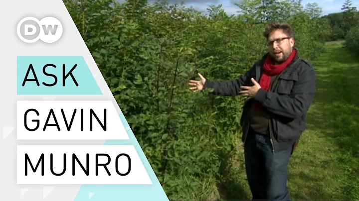 Ask a designer - How to harvest chairs | Self-growing furniture