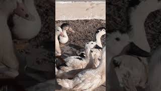 تربية البط البنغالى بدون امراض والوزن اكثر من خمسة كيلو.Breeding Bengal ducks .Youtube