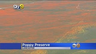 Lancaster Preserve Poppies In Full Bloom