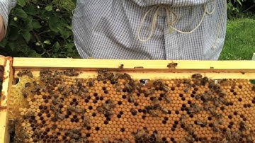 First Inspection After Introducing a Nucleus Hive Into a Queenless Hive